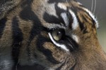 Tiger Tiger
